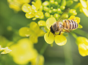 Bild: Unsere Grünanlagen: Heimat und Paradies für fleißige Bienen