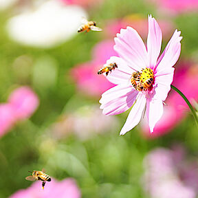Bild: Blumenwiesen